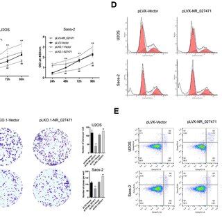 Lncrna Nr Inhibited The Proliferation Of Osteosarcoma Cells A