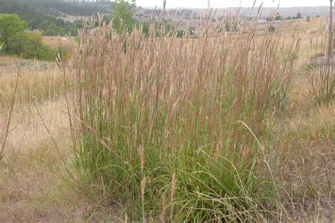 Andropogon Gerardii Big Bluestem