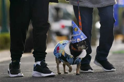 Pagan mexicanos más para consentir a sus mascotas NSS Oaxaca