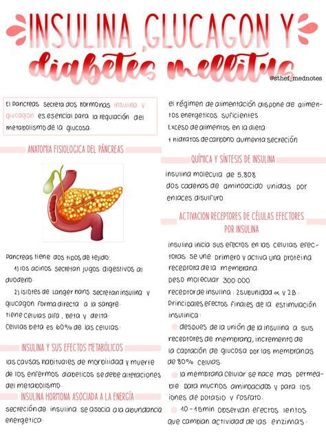 Insulina glucagón y diabetes mellitus Esthefany Pérez Zambrana uDocz