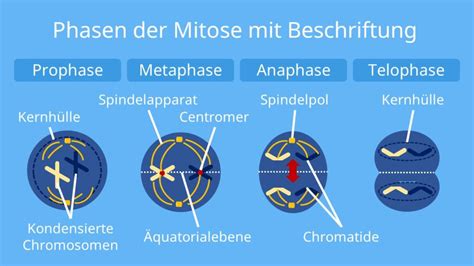 Kernh Lle In Der Mitose