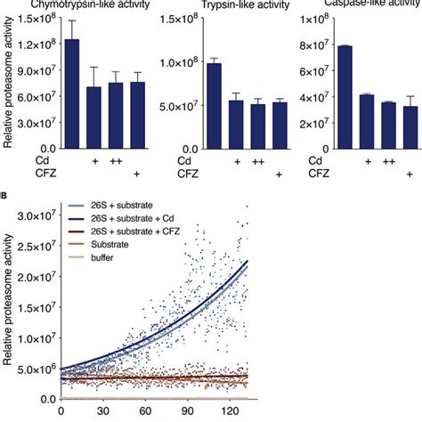 Cadmium Indirectly Inhibits The Proteasome A Relative Proteasome