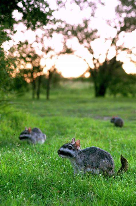 Plains Viscacha Or Plains Vizcacha Photograph By Andres Morya Hinojosa