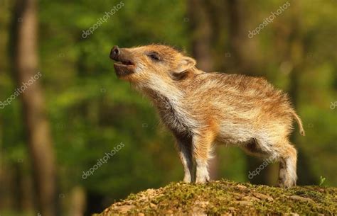 Nice baby wild boar — Stock Photo © hlavkom #110959518