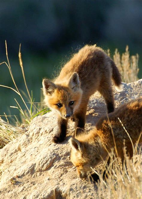 Baby foxes | MowryJournal.com