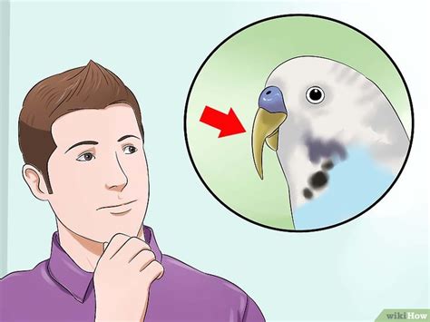 How To Trim A Bird’s Beak When To Visit The Vet