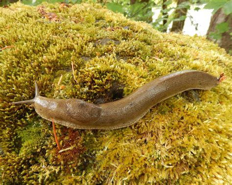 Pacific Banana Slug Project Noah