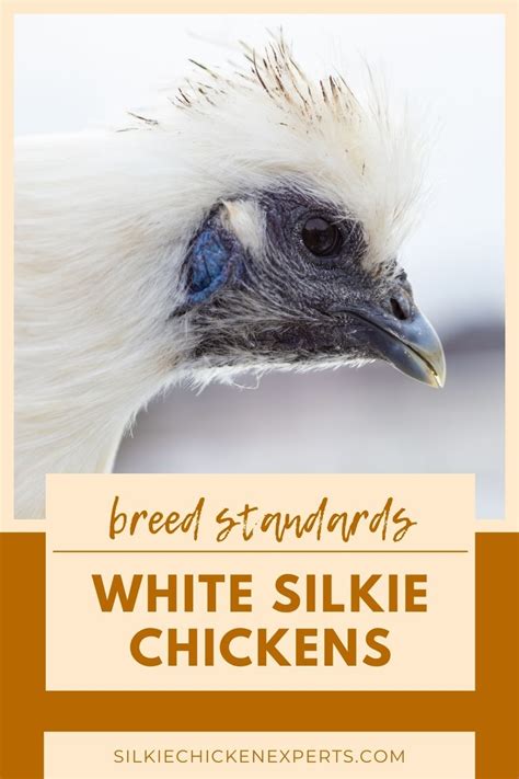 A Complete Guide To Silkie Chicken Colors Breeding Chart Sexing Standards And More Artofit