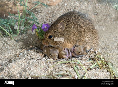 Hispid Cotton Rat Sigmodon Hispidus Hi Res Stock Photography And Images