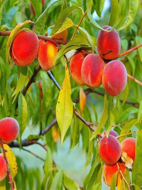 Prunus Persica Redhaven Peach Neth Plant