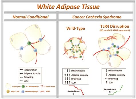 The Working Model That Tlr Disruption Ameliorates Adipose Tissue