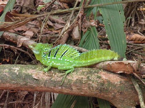 Basiliscus Plumifrons Ecos Del Bosque