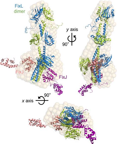 Space Filling And Pseudoatomic Models Of The Fixl Fixj Complex