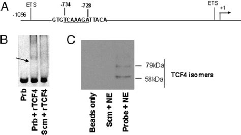 Identification Of A Tcflef Binding Site Within Human Cd4 Promoter That Download Scientific