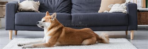 Perro Akita Inu Tendido En La Alfombra Foto De Archivo Imagen De