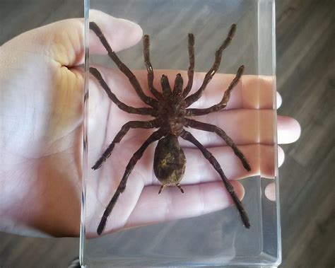 HUGE Spider in Resin, Insects in Resin, Real Spider, Oddities