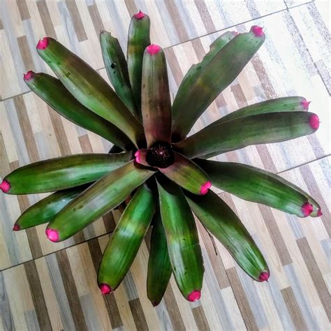 Jual Tanaman Hias Bromelia Neoregelia Spectabilis Shopee Indonesia