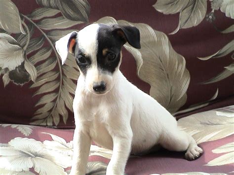 Rat Terrier Puppies | Images And Article Update