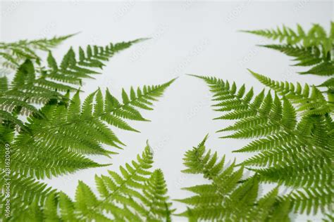 Осенний фон с папоротником Stock Photo | Adobe Stock