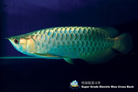 Temporary blog for Wan Hu, Arowana Division of Qian Hu Corp: Types of ...