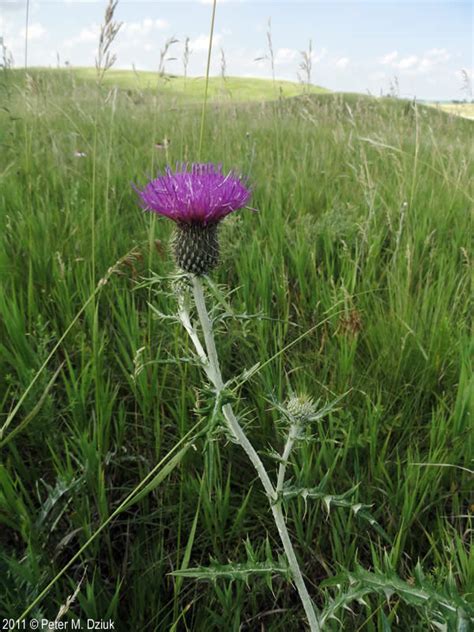 Cirsium Flodmanii Flodmans Thistle Minnesota Wildflowers