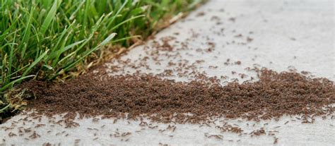 Are Bugs Worse After Pest Control