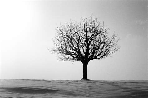 Grayscale Photo Of Leafless Tree Hd Wallpaper Wallpaper Flare