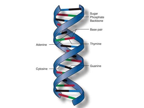 Fact Sheet: DNA-RNA-Protein – microBEnet: the microbiology of the Built ...