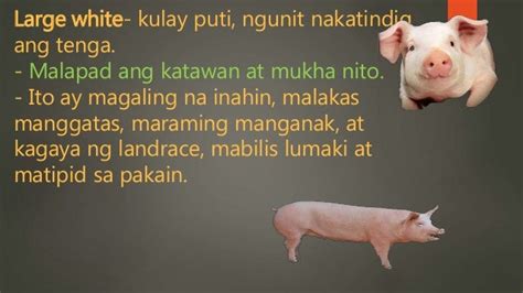 Lahi Ng Baboy Na Mainam Alagaan