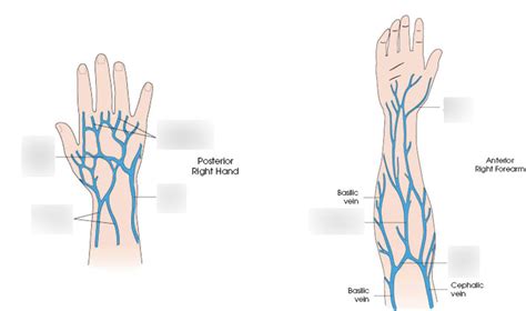 RTCA 232 Module 2 Venipuncture Veins And Injection Diagram Quizlet