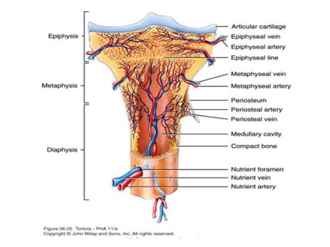 Anatomy Module 2 Flashcards Quizlet