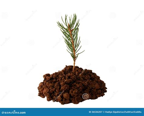 Pine Seedlings Stock Image Image Of Fragility Organic 36536207