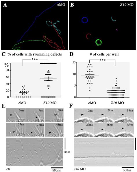 Frontiers Morpholino Mediated Knockdown Of Ciliary Genes In Euplotes