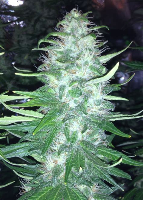 Critical Jack Herer Strain Info Critical Jack Herer Weed By Delicious