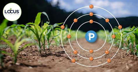 Phosphorus: Plants’ Stress Reliever | Sugar Producer Magazine