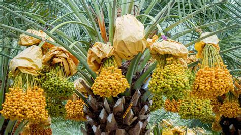 How To Plant Grow And Care For Date Palm Trees