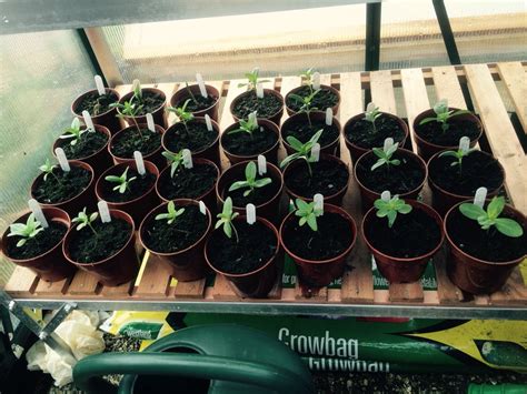 Zinnia Seedlings 1st May 2015 Garden Diary Garden And Yard