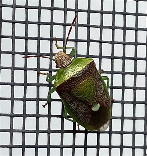 Green Burgundy Stink Bug Banasa Dimidiata Bugguide Net