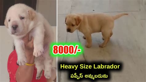 Top Quality Labrador Puppies For Sale In Telugu 8686272558 Aj Pets