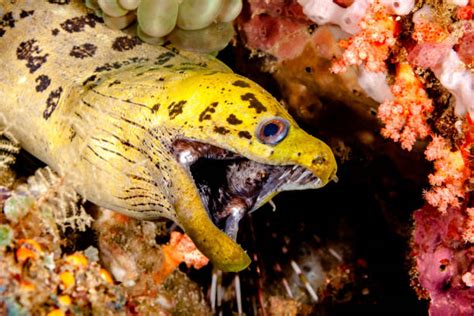 Moray Eel Bite Stock Photos, Pictures & Royalty-Free Images - iStock