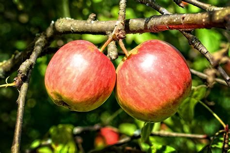 Apfel Ernte Pfel Kostenloses Foto Auf Pixabay Pixabay