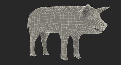 3D Model Pig Piglet Landrace TurboSquid 1358007