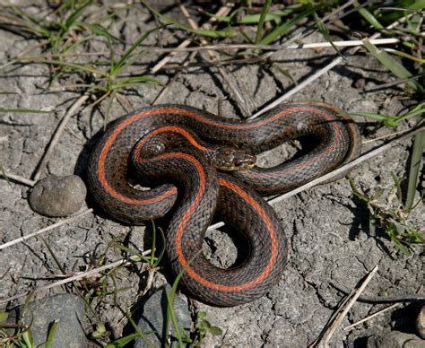 Northwestern Garter Snake Thamnophis Ordinoides Adult Red Striped