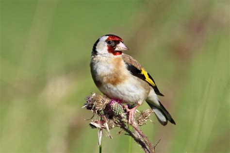 Vroege Vogels Foto Vogels Puttertje