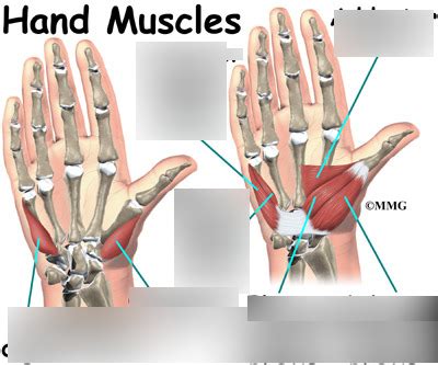 Palm of Hand Diagram | Quizlet