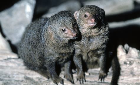 Dwarf Mongoose Smithsonians National Zoo