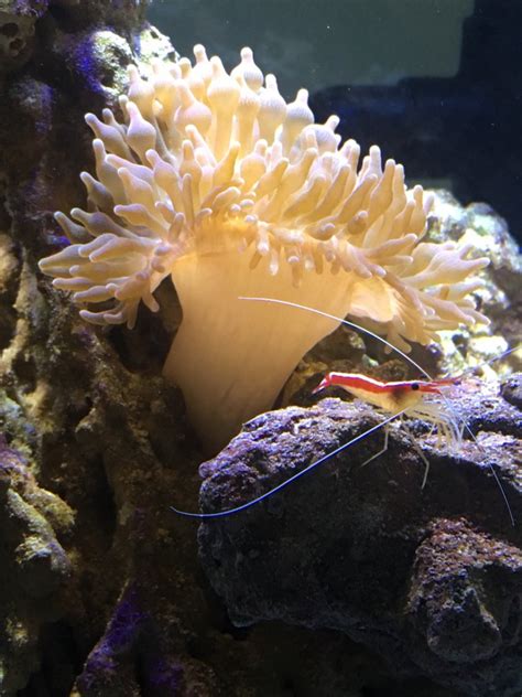 First anemone | REEF2REEF Saltwater and Reef Aquarium Forum