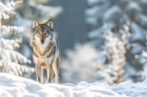 Premium Photo Gray Wolf Canis Lupus Wolf Standing In The Snow Captive