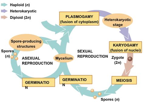 Fungi Sexual Reproduction