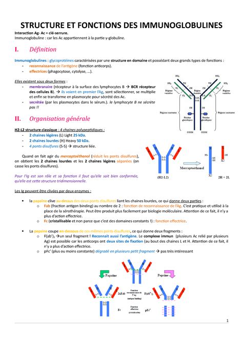 Immunoglobulines STRUCTURE ET FONCTIONS DES IMMUNOGLOBULINES